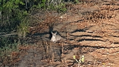 Caracal caracal caracal