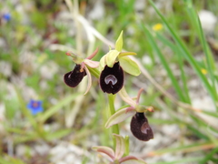 Ophrys bertolonii bertoloniiformis
