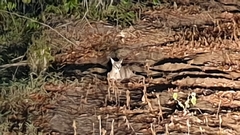 Caracal caracal caracal