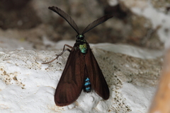 Theresimima ampellophaga