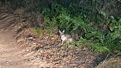 Caracal caracal caracal