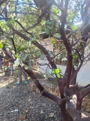 Arctostaphylos glauca