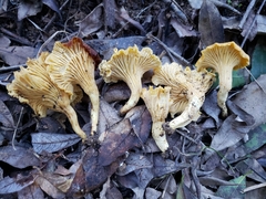 Cantharellus