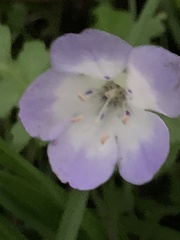 Hydrophylloideae