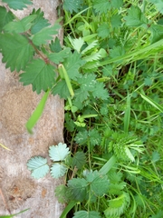 Sanguisorba verrucosa