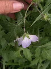 Hydrophylloideae