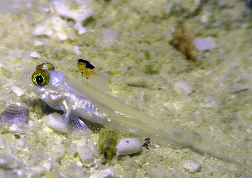 Fine-spotted sandgoby (Fusigobius signipinnis) — Gobiidae — 5