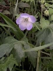 Hydrophylloideae