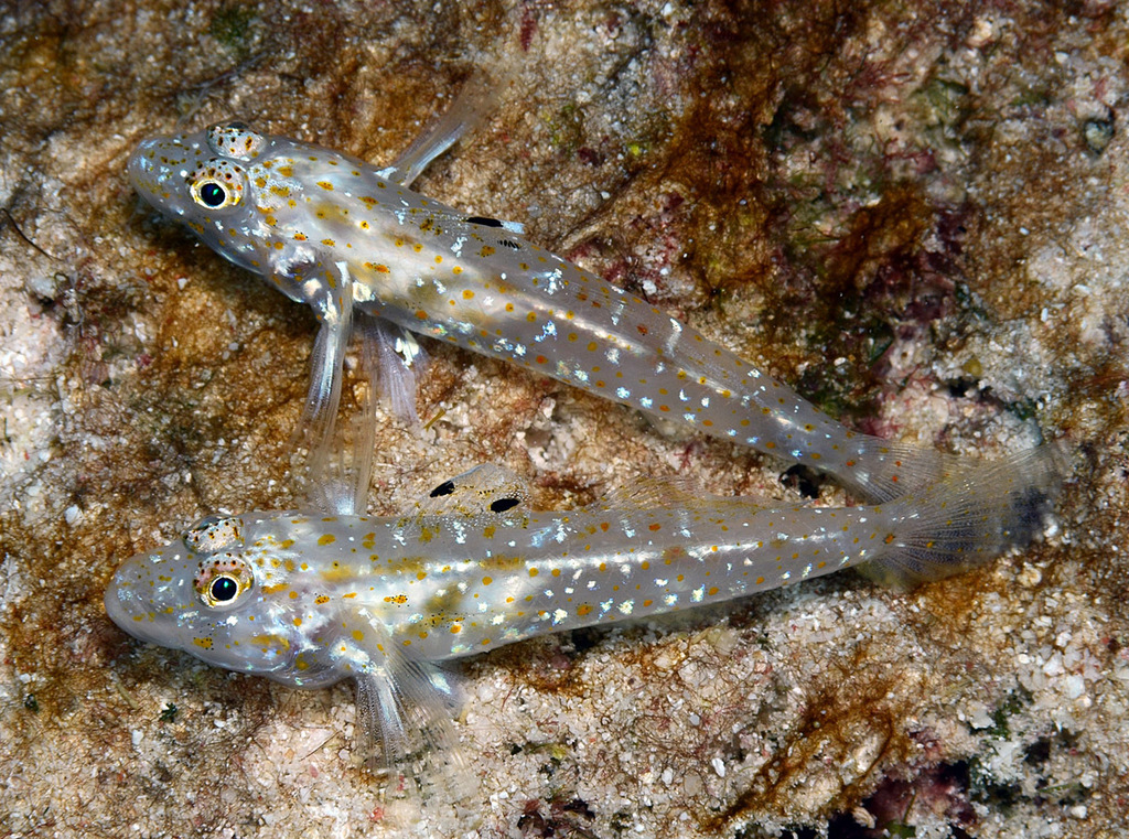 Barenape Goby