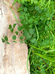 Sanguisorba verrucosa