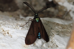 Theresimima ampellophaga