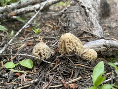 Morchella tridentina