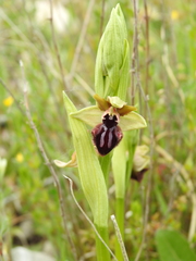 Ophrys sphegodes atrata