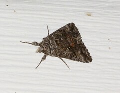 Syngrapha octoscripta