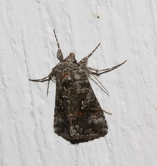 Syngrapha octoscripta