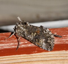 Syngrapha octoscripta