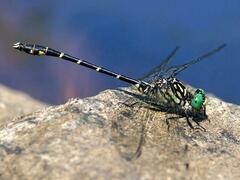Stylogomphus albistylus