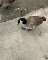 Branta canadensis