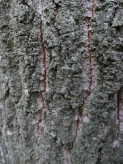 Quercus × morisii