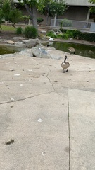 Branta canadensis