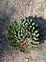 Agave victoriae-reginae