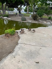 Branta canadensis