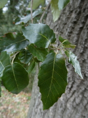Quercus × morisii