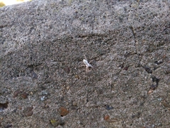 Arachosia praesignis