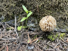 Morchella tridentina