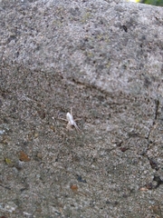 Arachosia praesignis