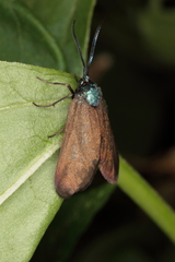 Theresimima ampellophaga