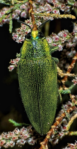Steraspis squamosa