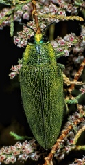 Steraspis