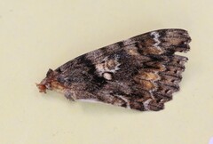 Catocala sponsa