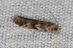 Ephestiopsis oenobarella