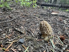 Morchella tridentina