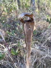 Sarracenia alata