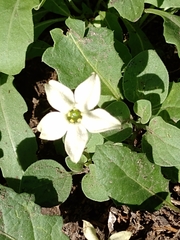 Jaborosa runcinata
