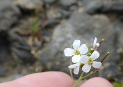 Arabidopsis