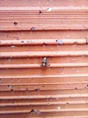 Saitis variegatus