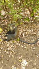 Cercopithecus mitis albogularis