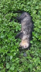 Didelphis pernigra