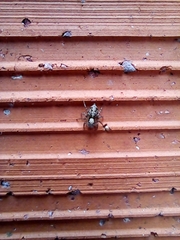 Saitis variegatus
