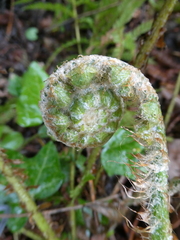 Polystichum setiferum