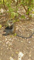 Cercopithecus mitis albogularis