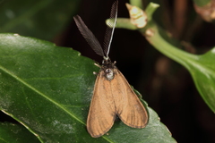 Theresimima ampellophaga