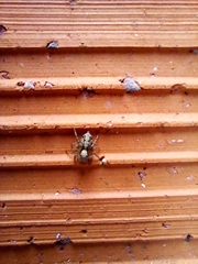 Saitis variegatus