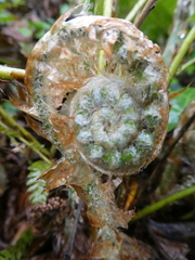 Polystichum setiferum