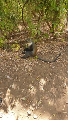 Cercopithecus mitis albogularis