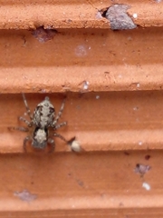Saitis variegatus
